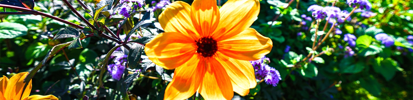 Garden Flowers